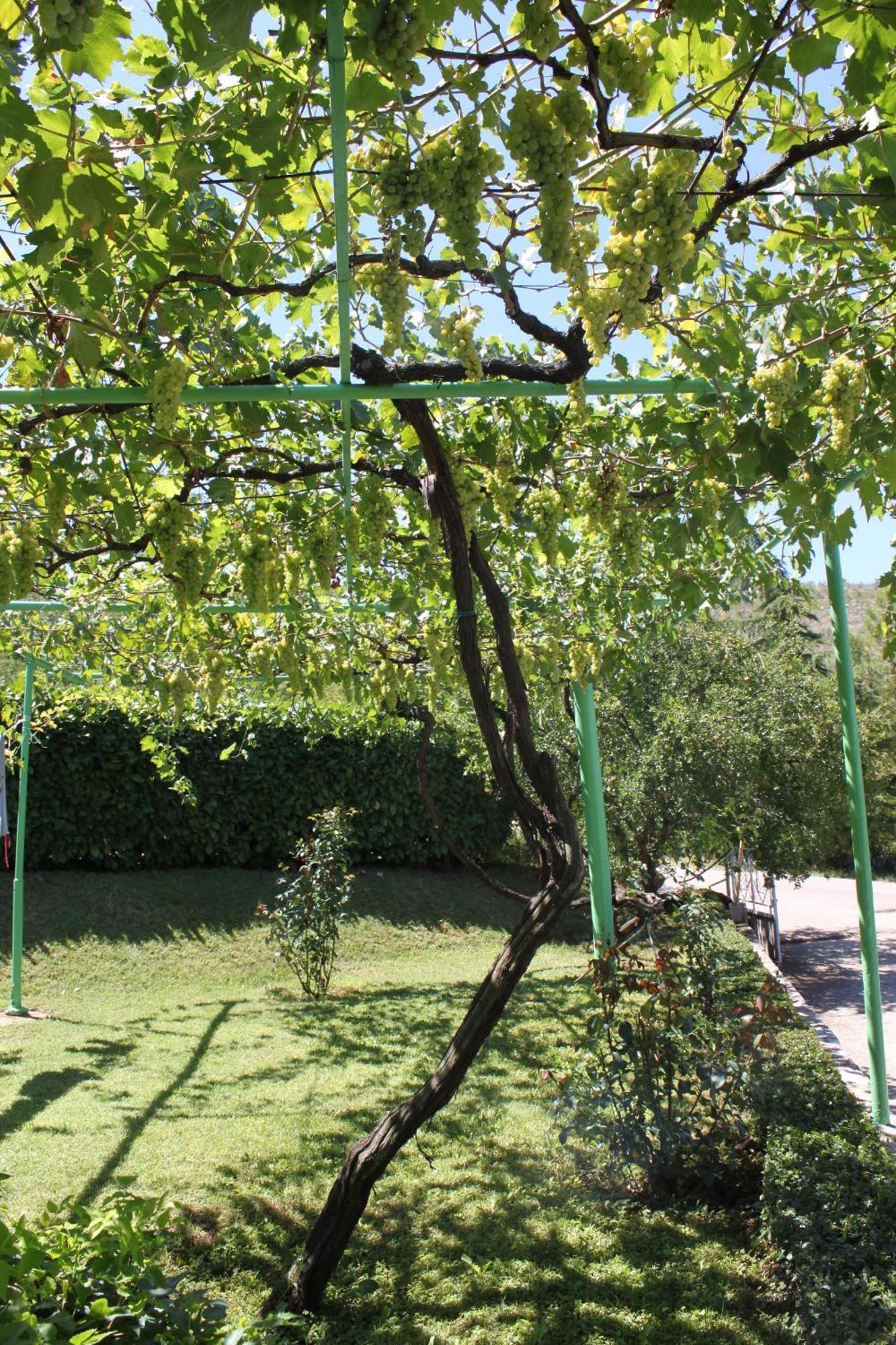 Pansion Pero Elez Medjugorje Otel Dış mekan fotoğraf